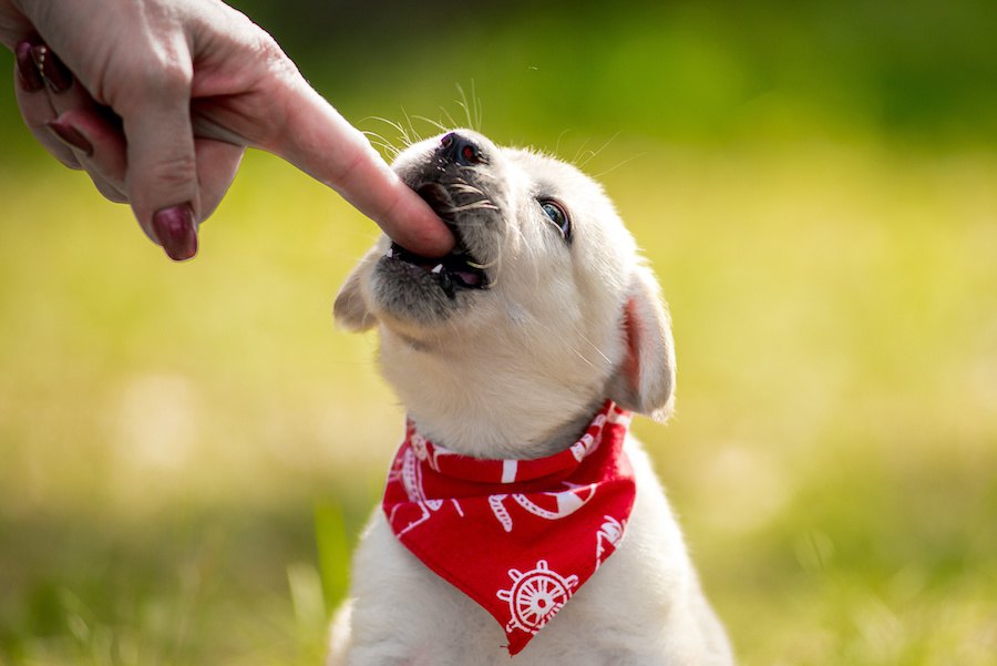 犬の『甘噛み』はどこまで許すべき？３つの線引きの基本やNG行為を解説