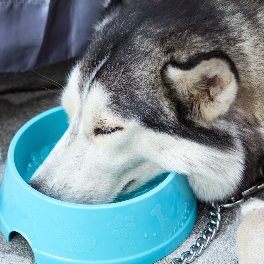 犬が氷食症になる原因と主な症状、治療方法について