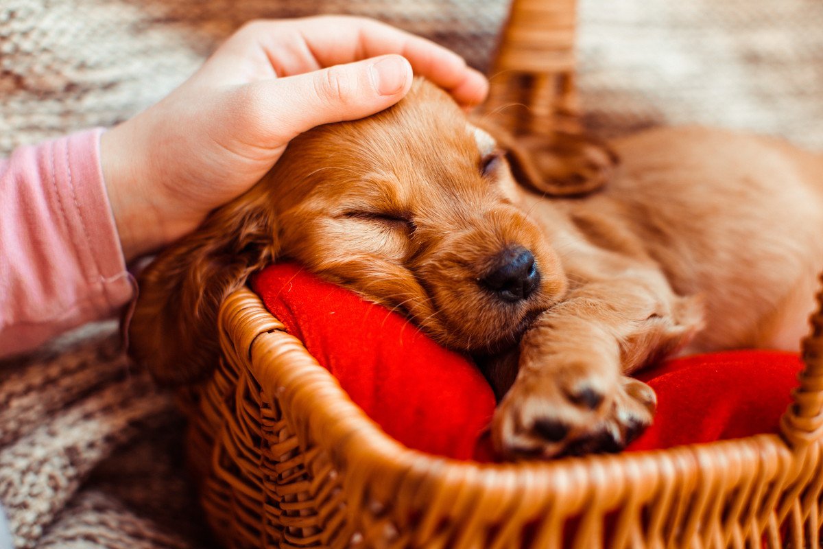 犬が寝ている時に触るのはダメ？起こしてしまうことによるリスクとは？