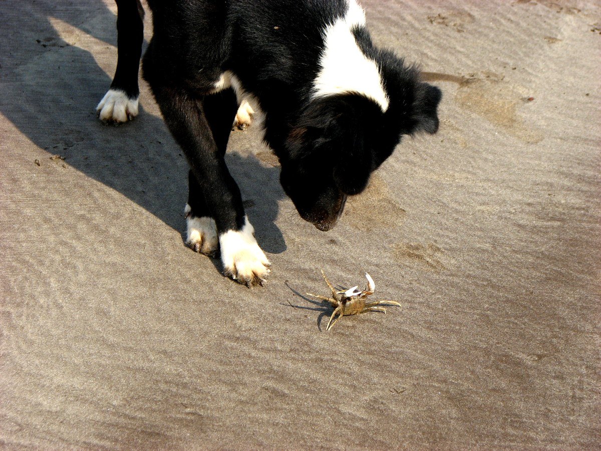 犬に『蟹』をあげても大丈夫？やるべき下準備やNGな与え方を解説