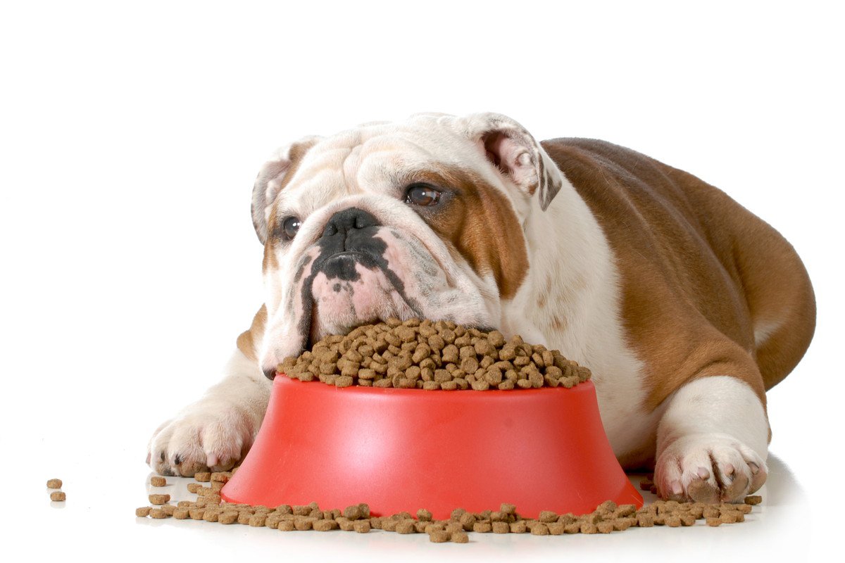 犬が太る『飼い主のNG行為』4選！短命になるかも？肥満は犬の寿命に大きく関わっている