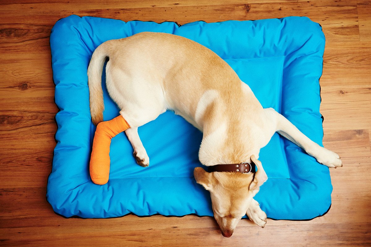 犬が骨折をしてしまう高さはどれくらい？やるべき３つの室内対策を解説