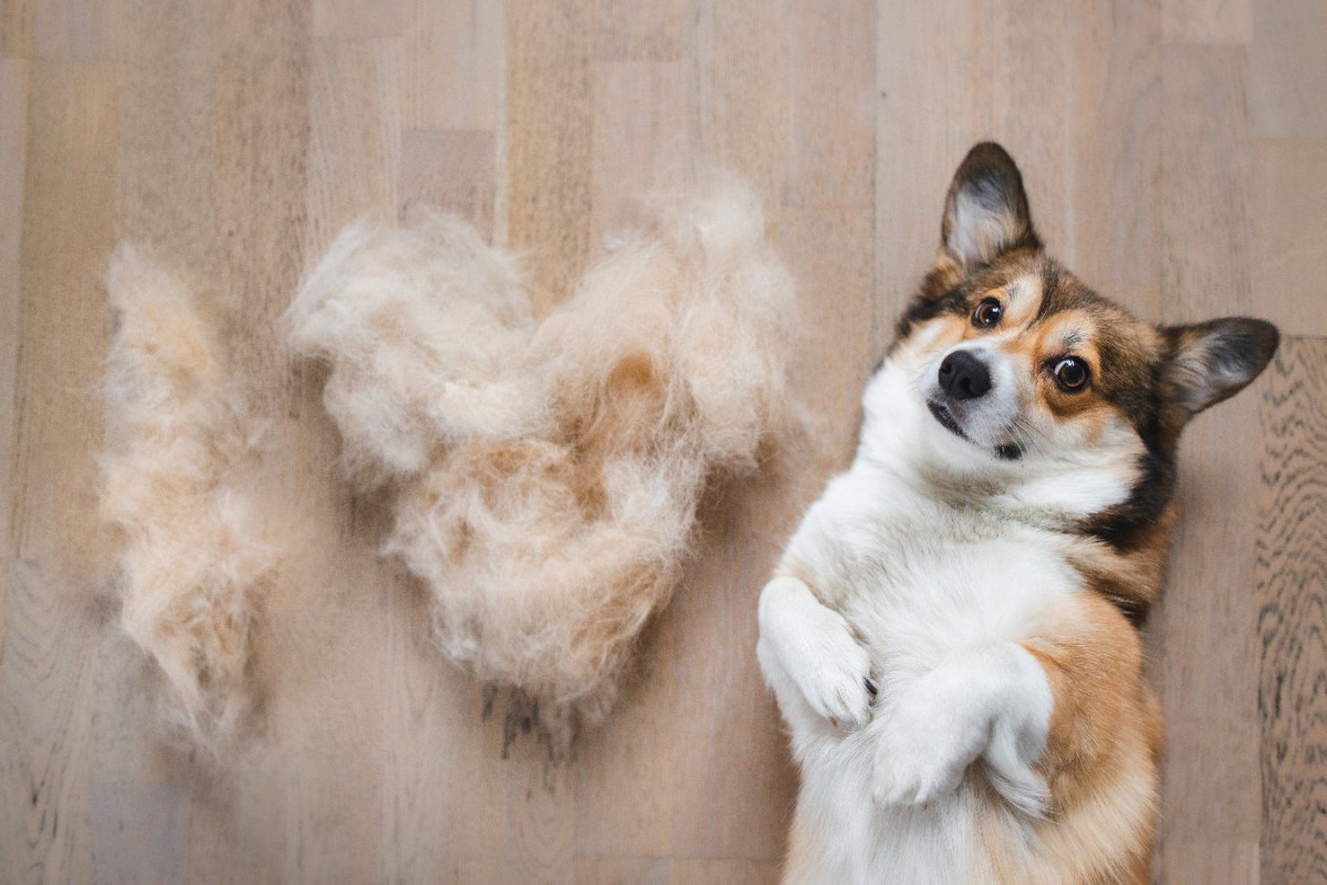 『抜け毛が多い犬種』5選！換毛期に注意すべきポイントとは？