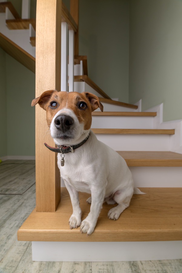 犬が急に階段を上らなくなった！5つの原因と対処法