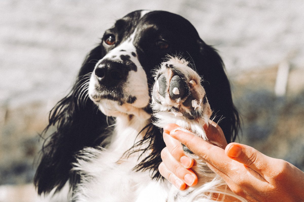 犬に人間用のハンドクリームは使っても大丈夫なの？