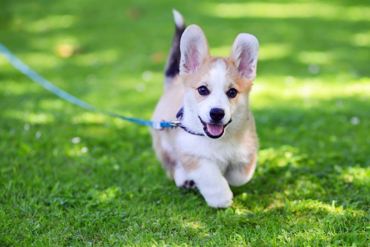 犬はどのくらいの距離を散歩で歩くべき？犬種や状態によって必要な目安を解説