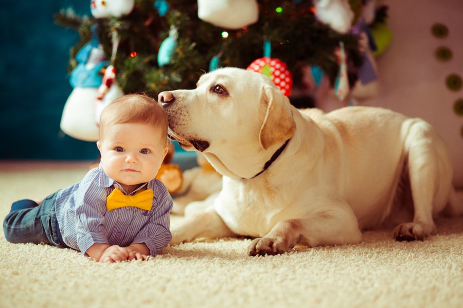 犬が人間の赤ちゃんを守ろうとする４つの理由