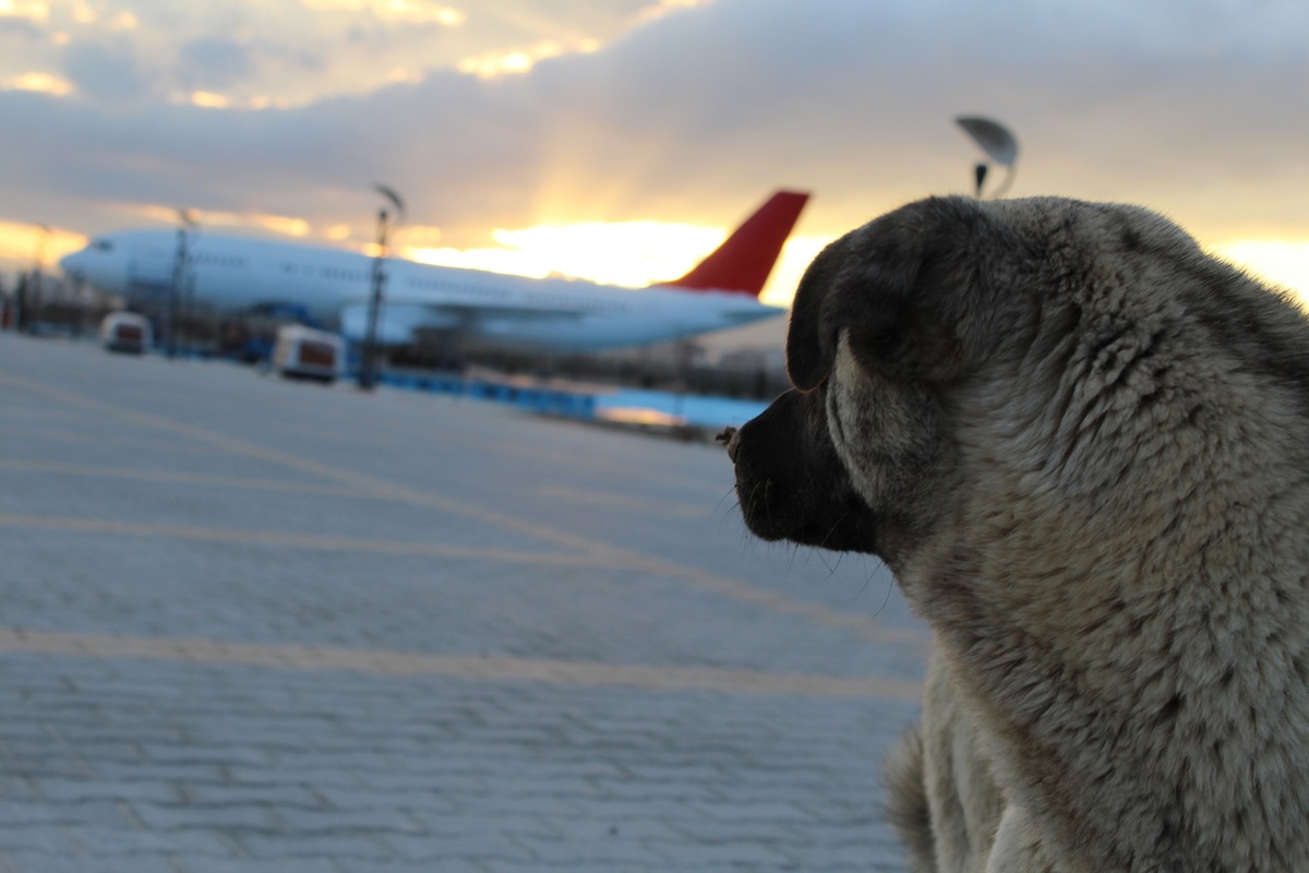 エア・ドゥが9月末迄全便で短頭種犬の預かりを中止⁉いったいなぜ？
