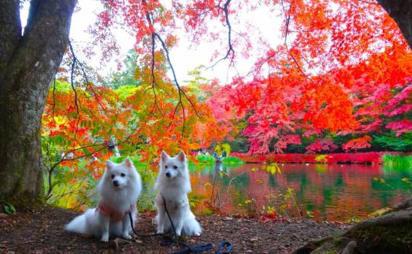 愛犬と秋の軽井沢、レストランピレネーと紅葉の雲場池