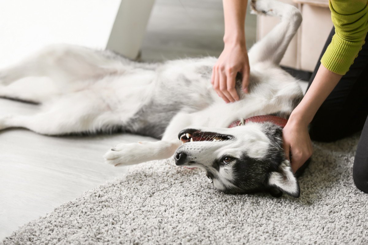 犬にとって怪我やトラブルの原因になる『危険な床』とは？3つの特徴とすべき対策