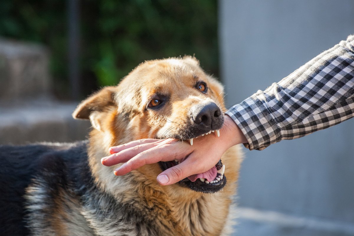 犬が噛みついてしまう原因は人にある？　4つの理由や心理、絶対にやってはいけないNG行為も紹介