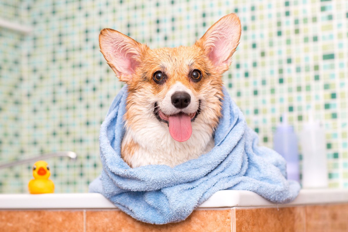 「お風呂が好きな犬」がする仕草や行動6つ！好きになってもらう為に飼い主にできることとは