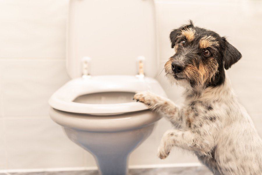 犬が飼い主のトイレ中、ドアの前で待っている心理５選