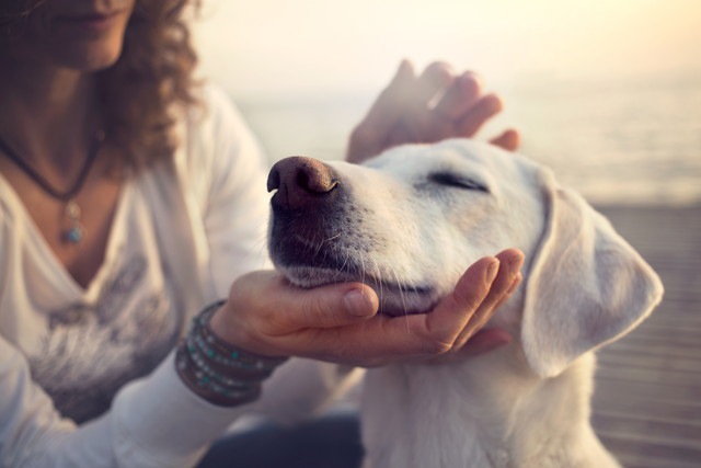 犬が人に幸せを運んでくれる３つの理由