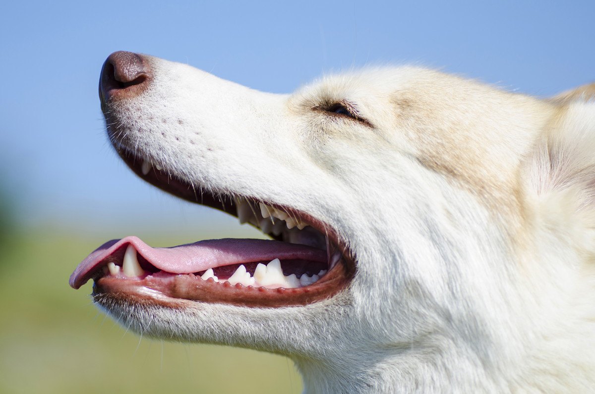 犬の『寿命』は徐々に延びてる！３つの理由と長生きのための秘訣を解説