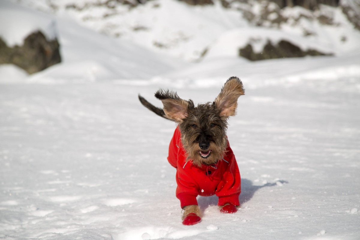 冬に愛犬と一緒に楽しみたい9種の遊びと注意点