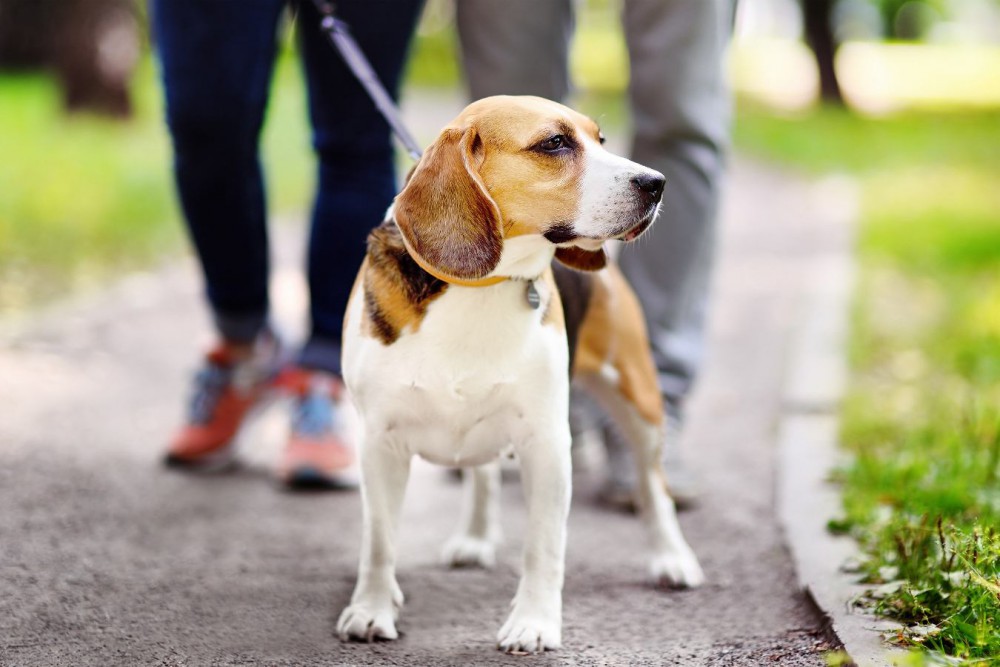 犬が不満に思っている『散歩方法』5選！あまり楽しくない時に見せるサインや改善方法とは？