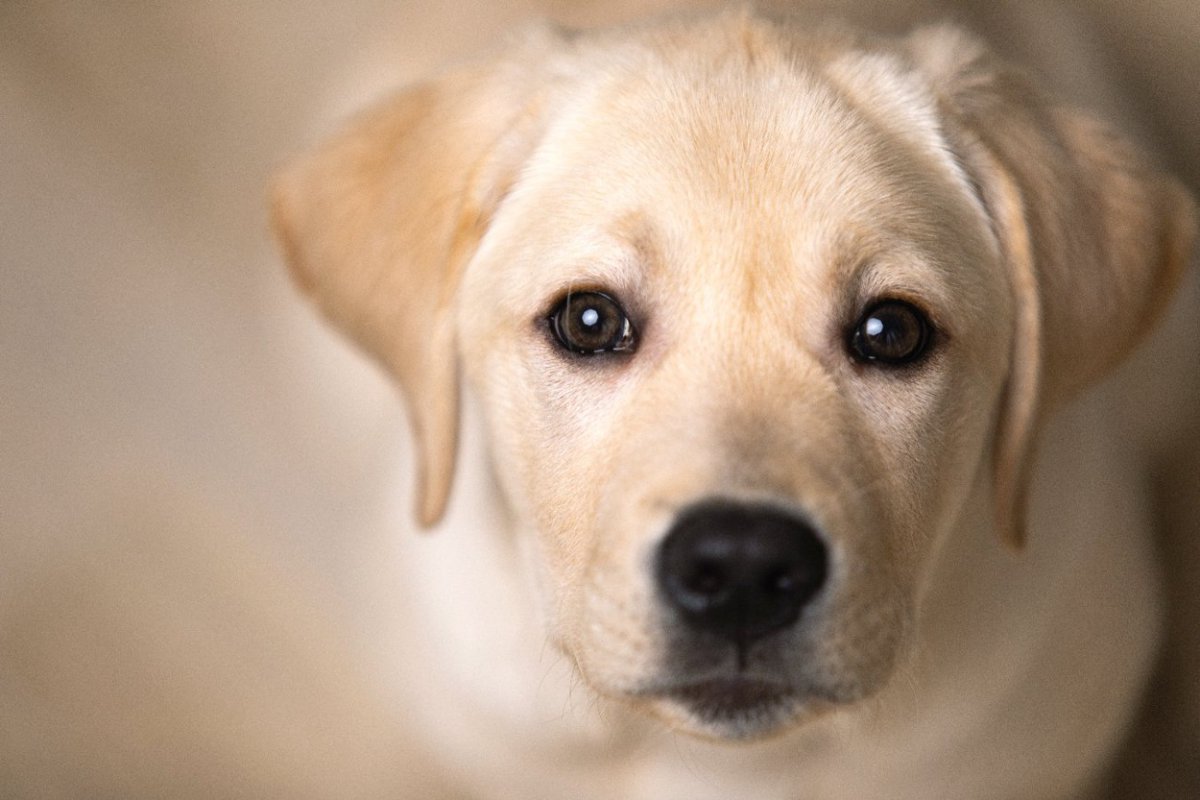 犬の瞳の色が黒っぽいのは人間の感覚の影響によるという研究結果
