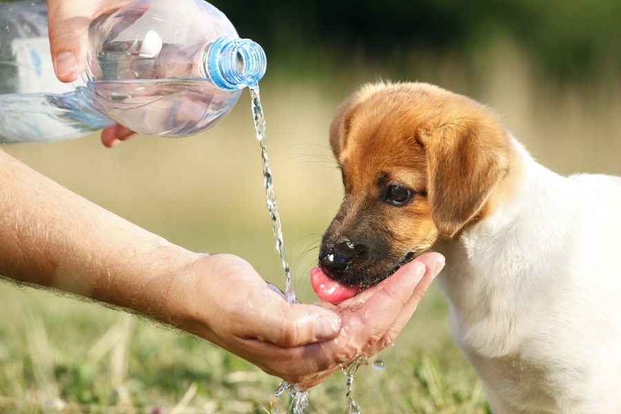 水遊びが好きな犬は要注意？！最悪死に至る「水中毒」とは