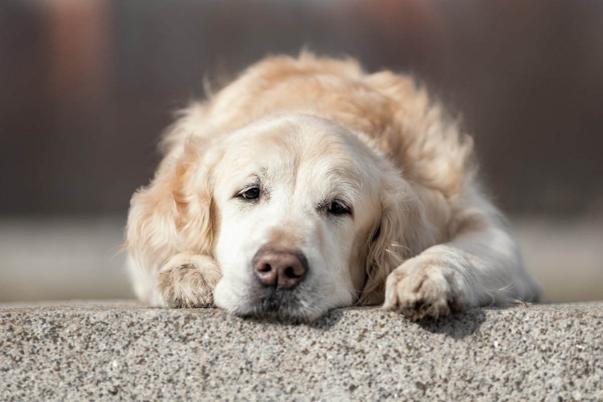 犬の『脱水サイン』5つ！放置してはいけない危険な症状と飼い主がすべき対処法・予防法とは