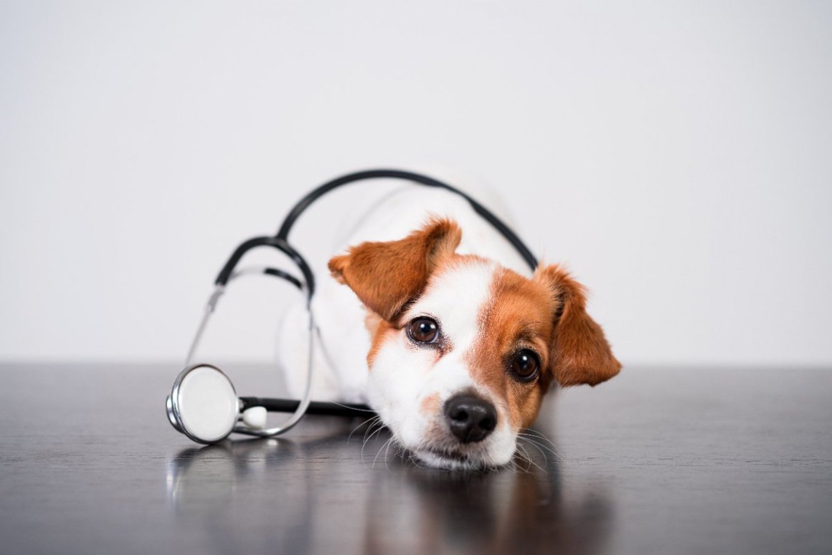 『犬の死因』で最も多いのは？4つの原因や普段から意識すべき長生きのコツ