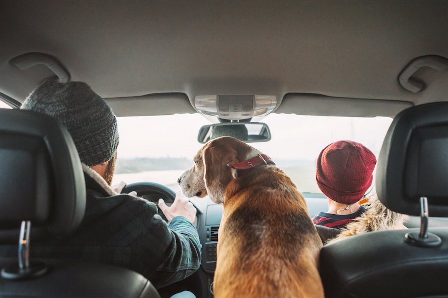 ボルボ社が調査、犬が移動中の車内で自由に動けることの危険度