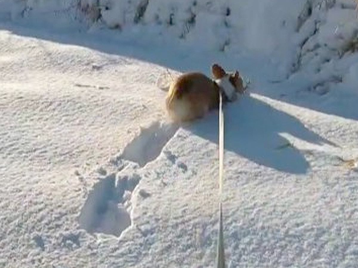 犬が積もった雪にジャンプしたら…お見事過ぎる『跡』に1万2000いいね「ウサギにも見える」「残しておきたい」と大絶賛の声