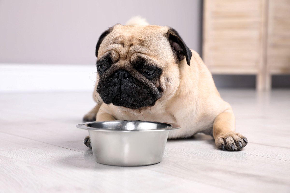 愛犬があまり水を飲まない…4つの理由と改善方法、病気の可能性まで解説