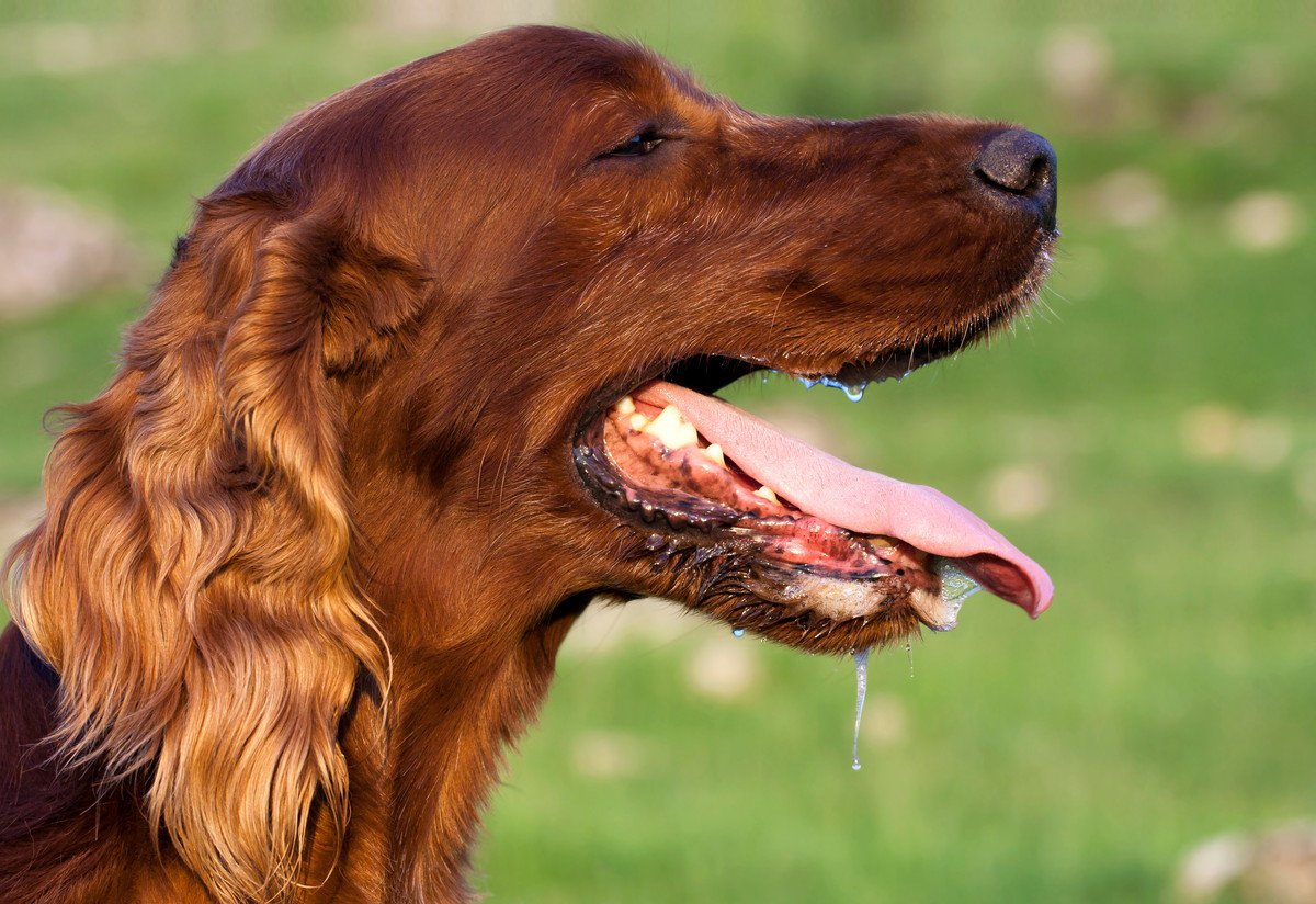 犬の「熱中症」は真夏だけじゃない！危険な症状のサイン、予防するためのチェック項目を解説