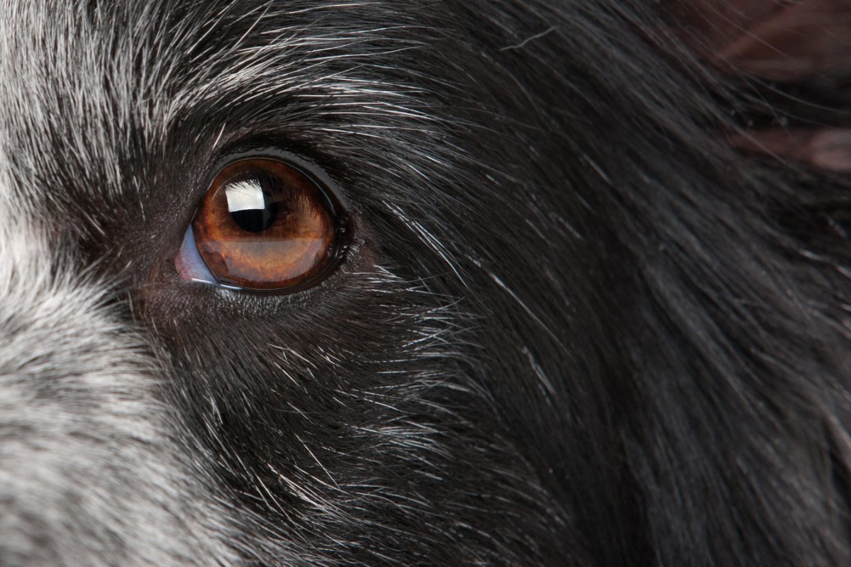新しく発見された犬の失明に関連する遺伝子変異