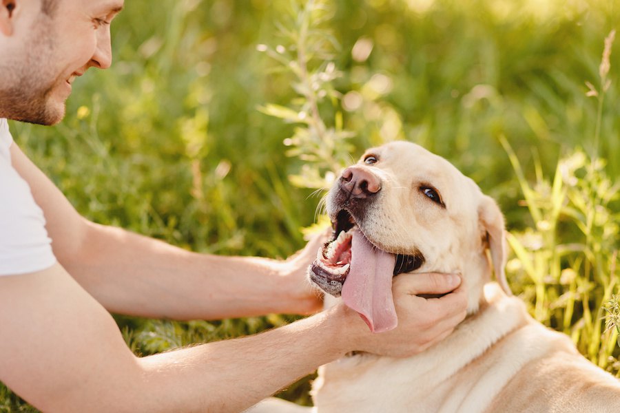 CBDオイルが犬のてんかん発作治療に有効な可能性【研究結果】