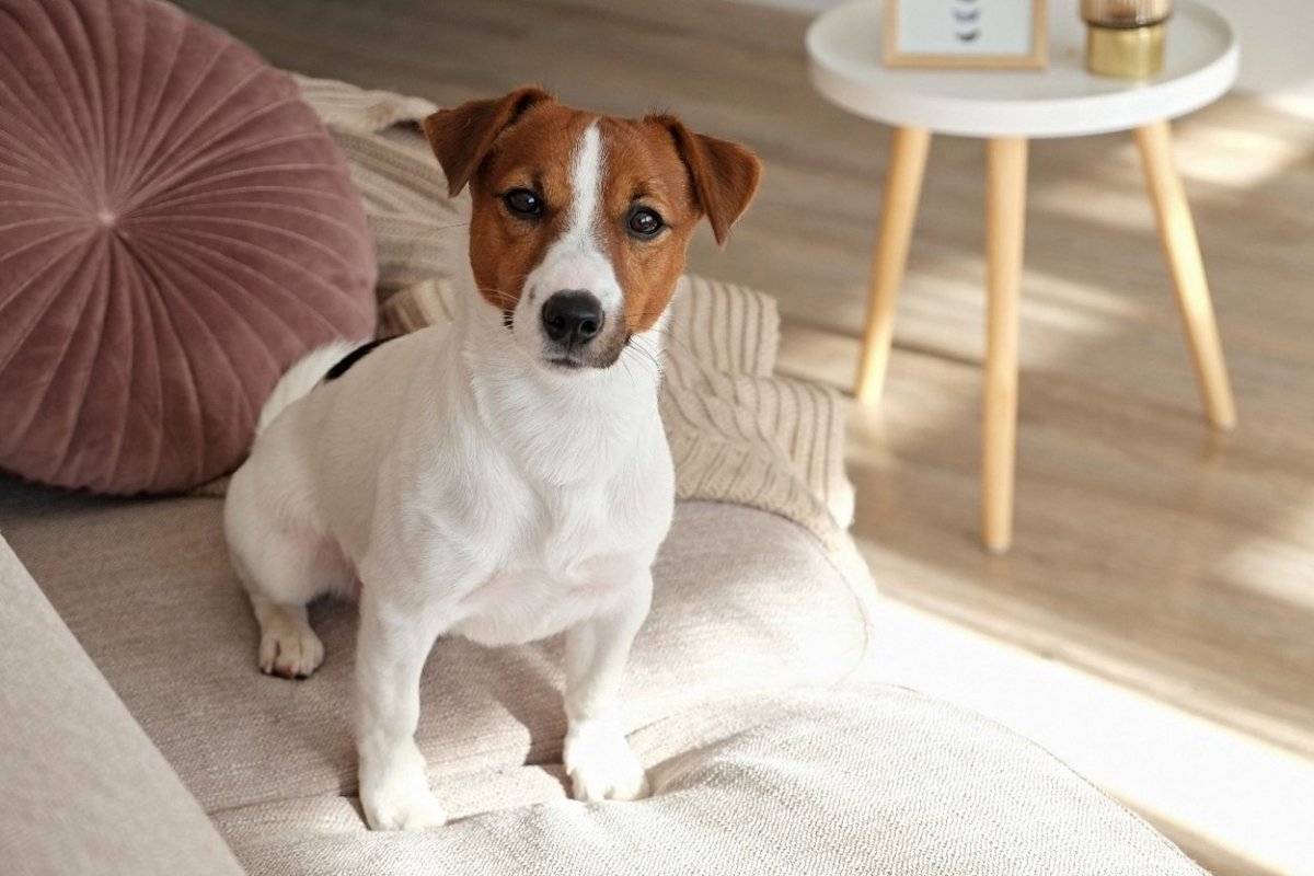 犬がソファの上に乗りたがる理由とは？5つの心理と注意すべき怪我とは？