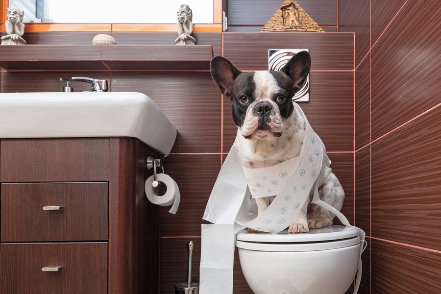 犬にトイレを覚えさせる時にするべきではないNG行為3選