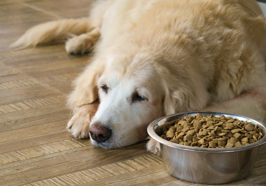 犬の食いつきが悪くなってきた時の原因３選！適切な対処法まで解説