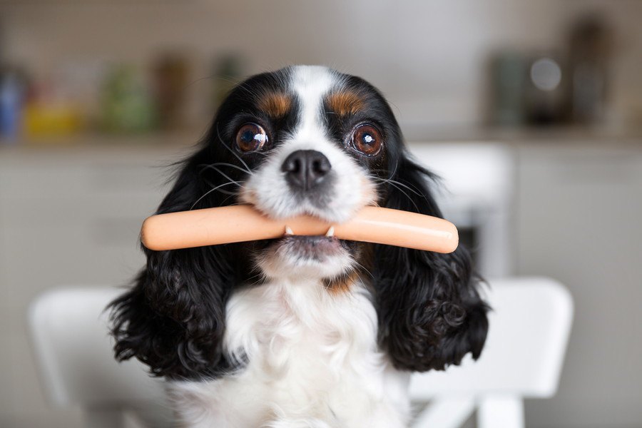 犬に魚肉ソーセージを与えても大丈夫？成分や玉ねぎ、塩分に注意