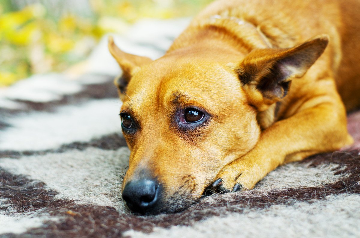 犬が『ため息』をつくのはなぜ？４つの心理とケアが必要なときにすべき対処法とは 