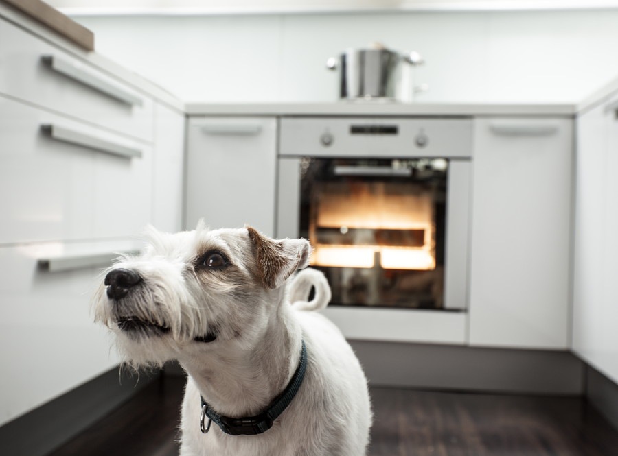 キッチンに潜む危険性！愛犬が火を付けてしまうかも…？