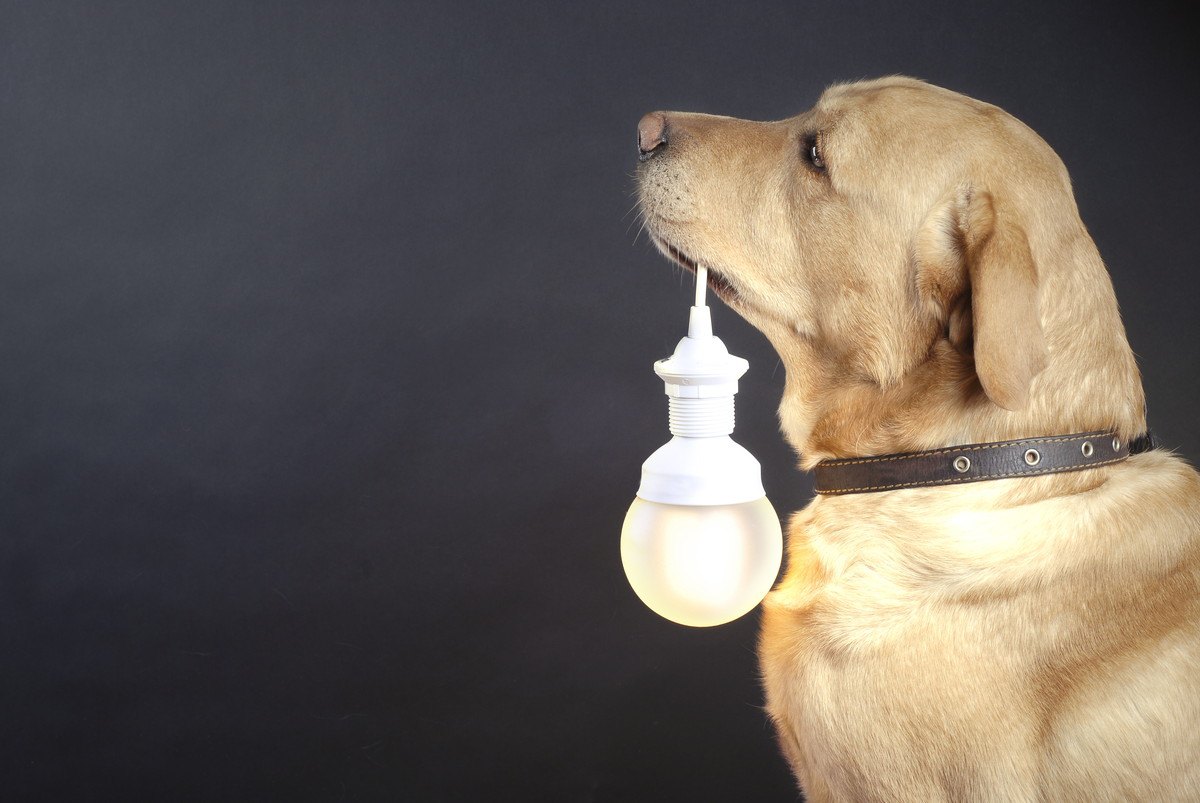 犬を留守番させる時は『電気』をつけるべき？暗い部屋の方が落ち着くの？