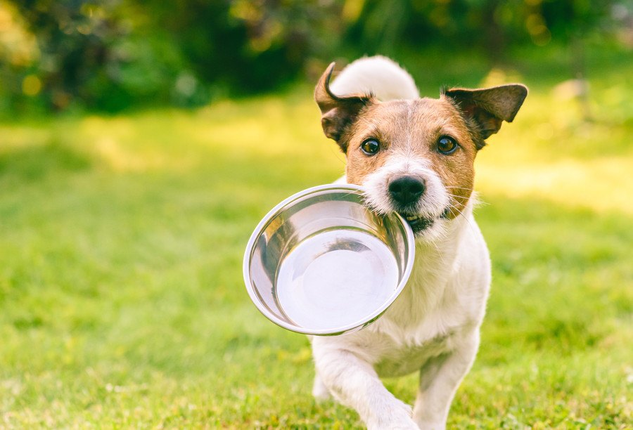 犬のご飯におすすめの『トッピング』５選！簡単アレンジで愛犬の食欲も旺盛に