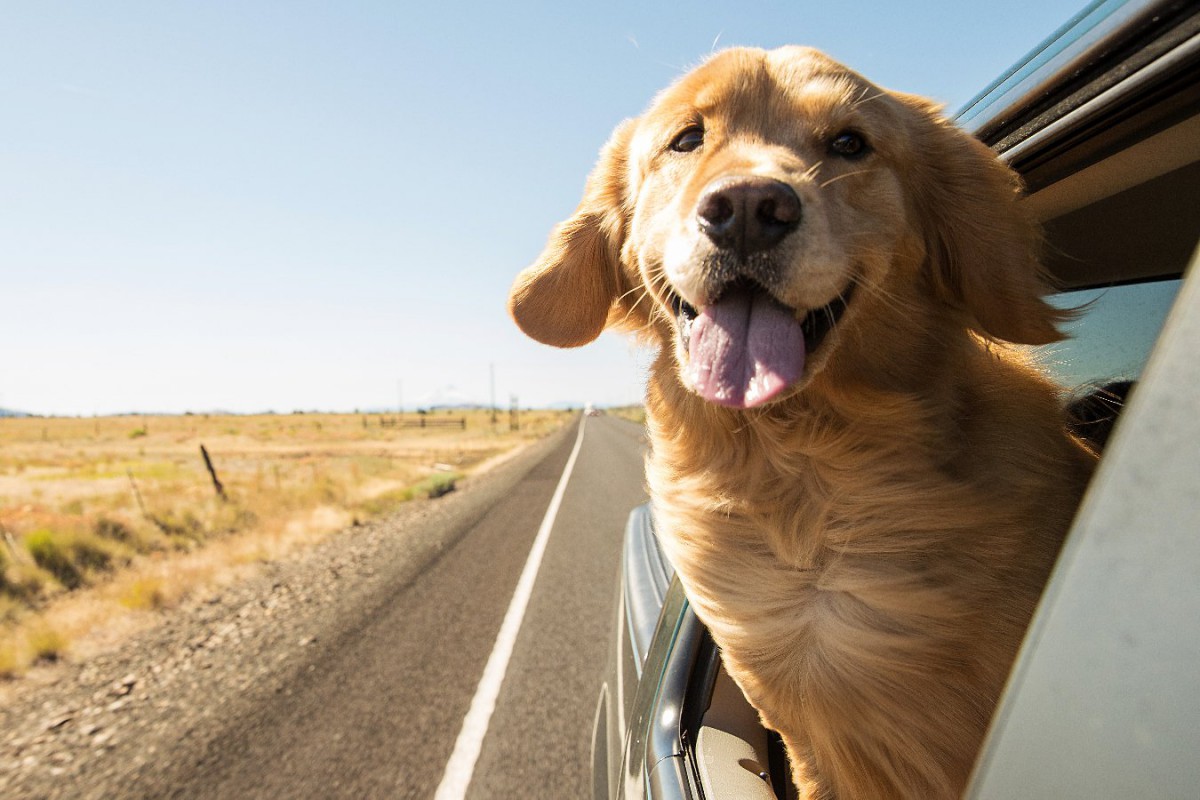 米国フロリダ州で提出された、犬が車窓から顔を出すことを禁止する法案