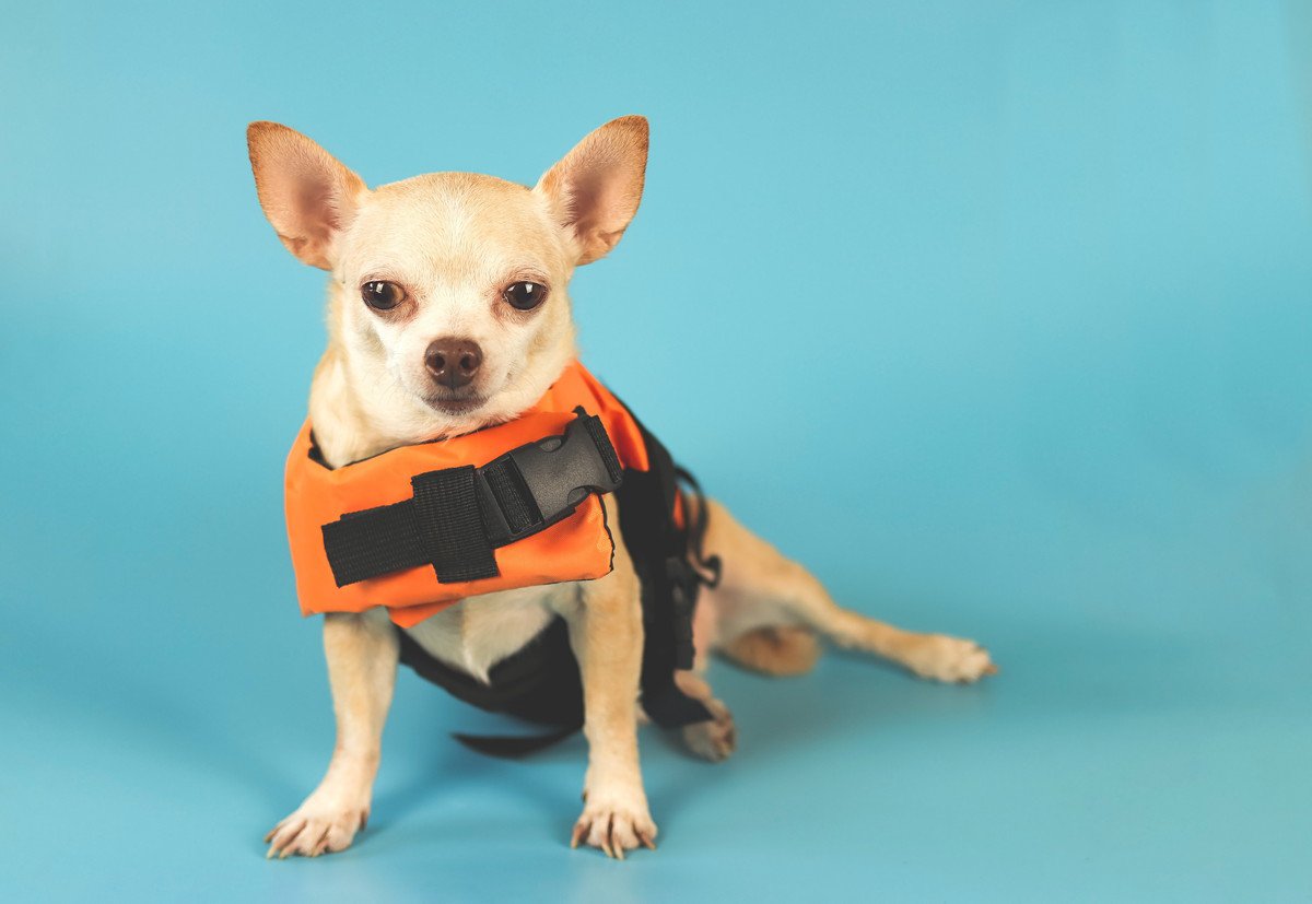 愛犬を『台風や水害』から守るための備え6選！避難方法や必要なものとは