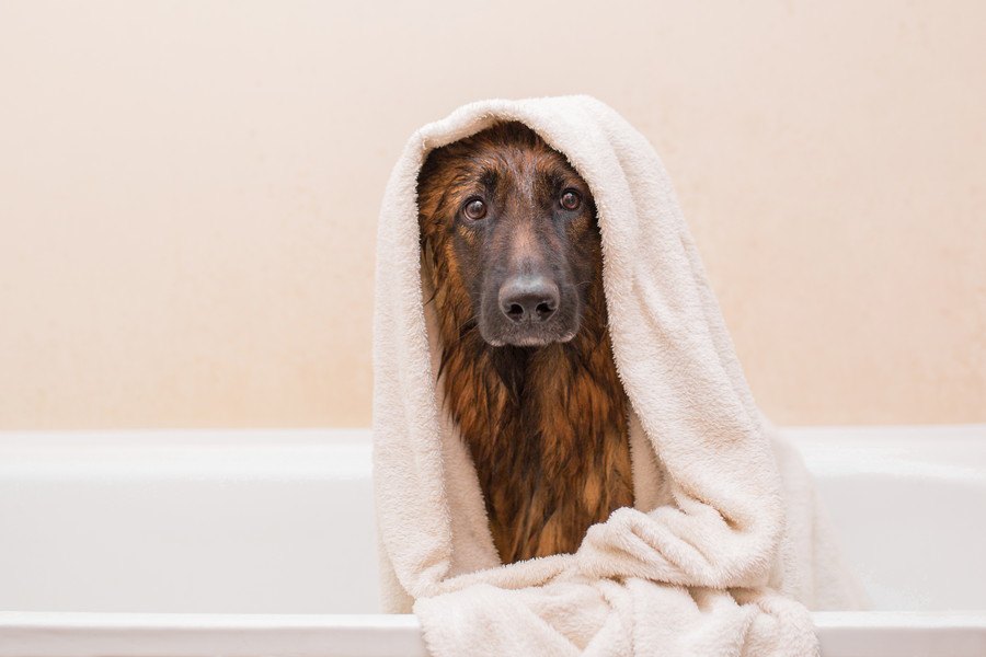 早く乾かして欲しい！犬の願いを叶える超吸水ペット用タオル３選