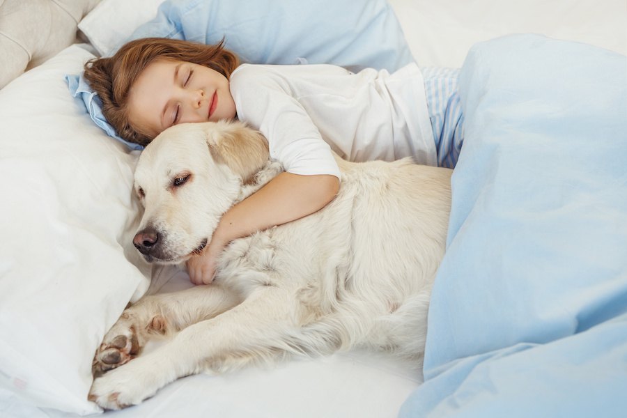 犬と一緒のベッドで寝ることの良い点・悪い点