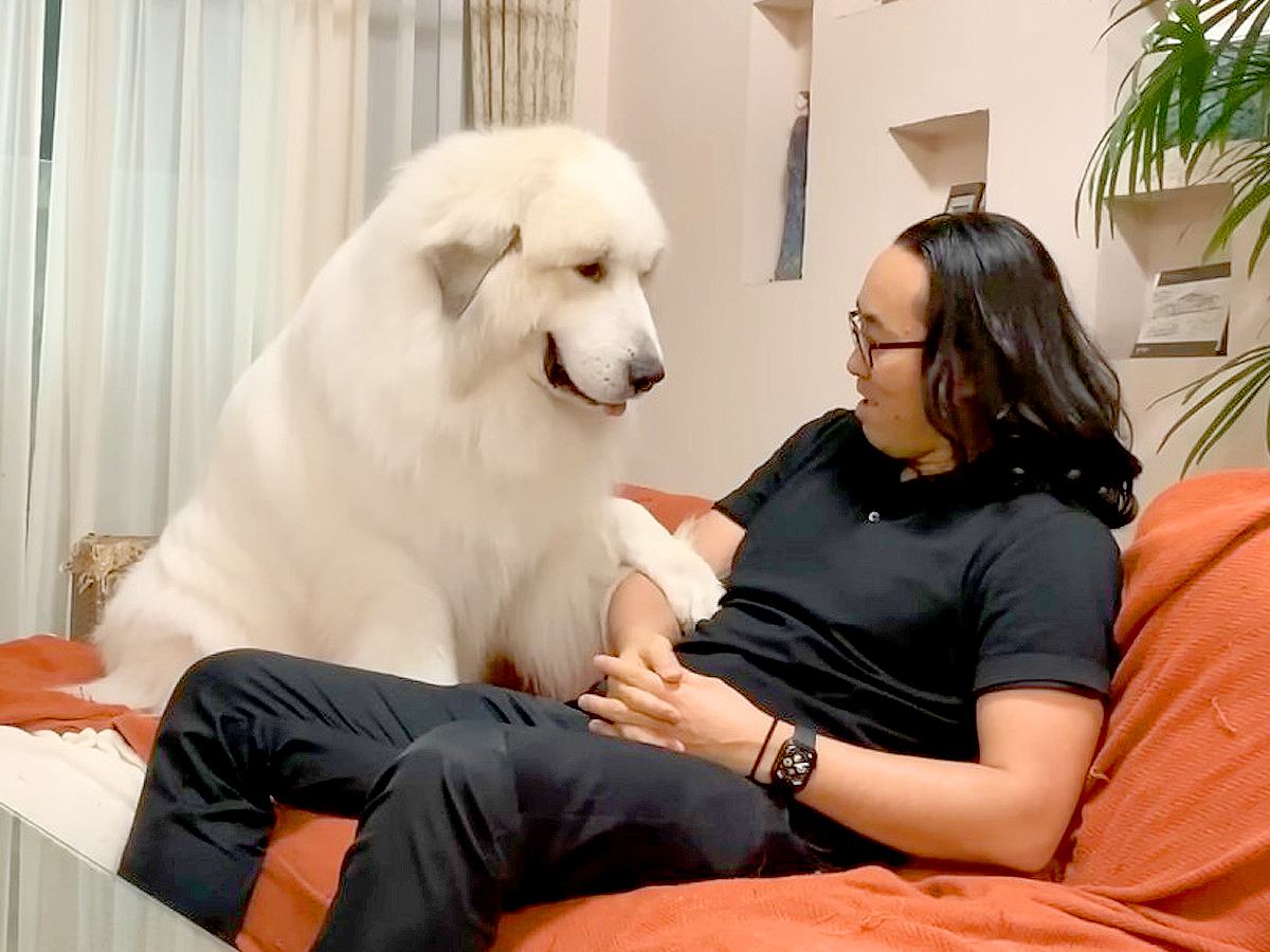超大型犬が『家族にソファに座ってほしくない時』に見せた行動…無言の圧力がシュールすぎると207万再生「笑った」「でかすぎるｗ」