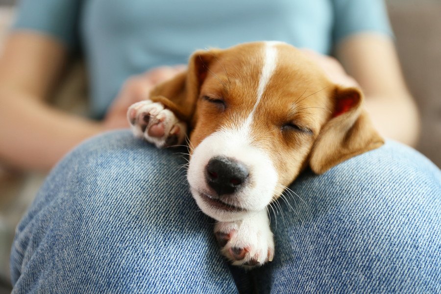 犬が飼い主の身体の上で眠るときの気持ち４つ