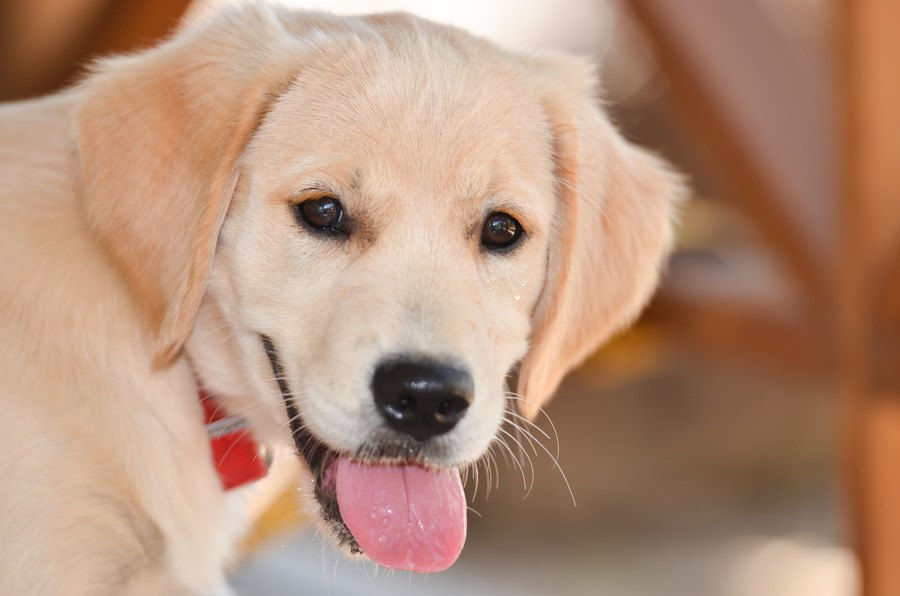 「鼻」を使うことが犬を楽観的にするという研究結果