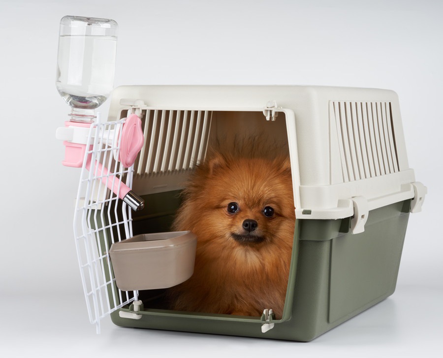 犬が給水器でお水を飲まない！その理由と覚えさせる方法