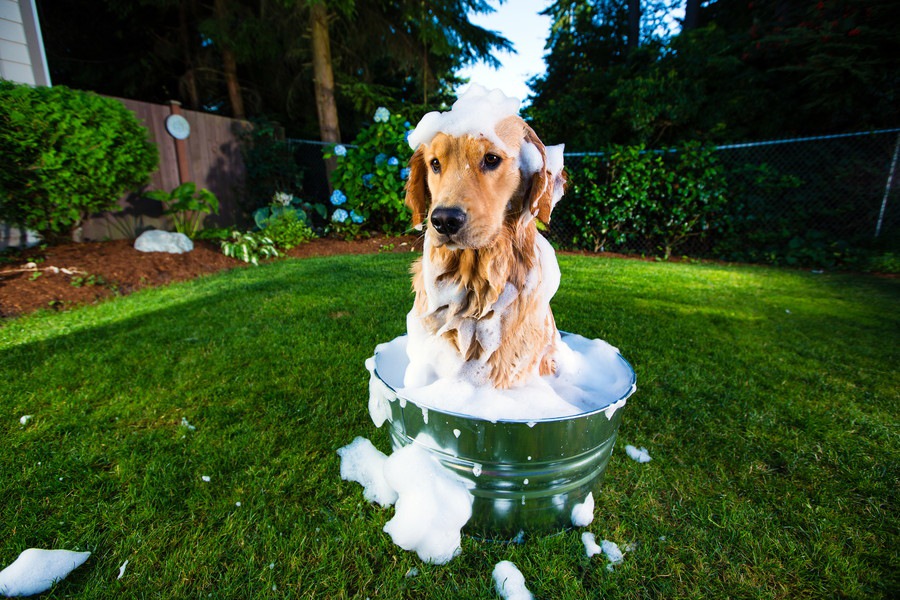 犬の汚れやすいポイントと清潔に保つためのケア方法