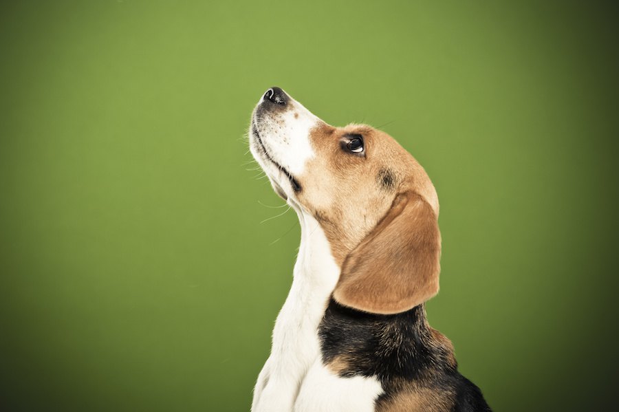 犬が血液サンプルから正確に肺ガンを嗅ぎ分けた！【研究結果】