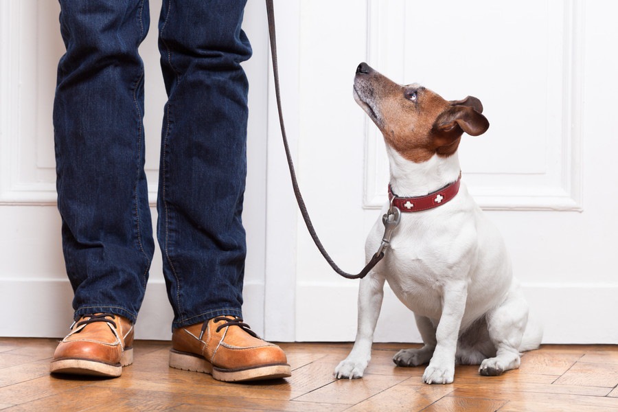 犬がお散歩でよくする３つの行動とその心理